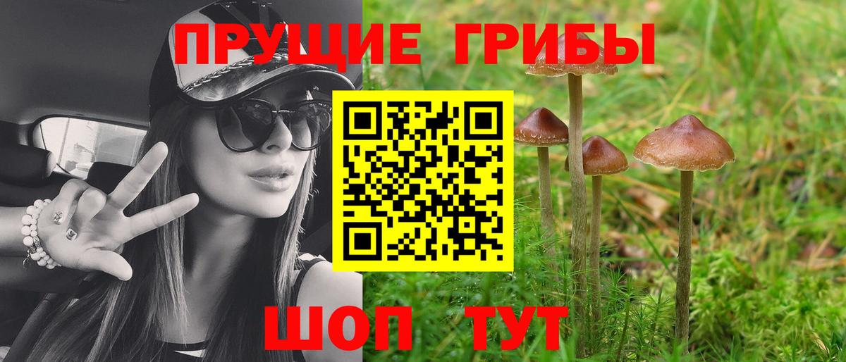Псилоцибиновые грибы Psilocybine cubensis Северодвинск